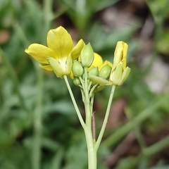 Diplotaxis tenuifolia