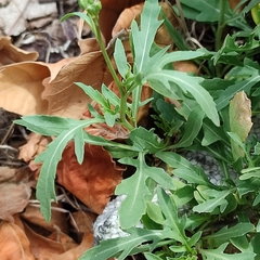 Diplotaxis tenuifolia