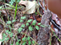 Adiantum atroviride