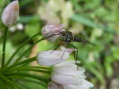 Phthiria antiqua