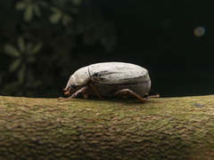 Cyphochilus apicalis