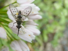 Phthiria antiqua