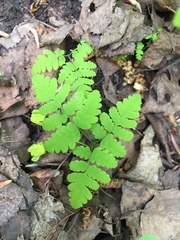 Gymnocarpium dryopteris