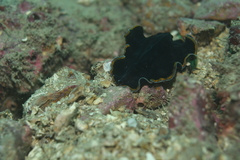 Pseudobiceros hancockanus