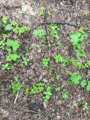 Gymnocarpium dryopteris
