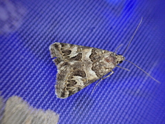 Drasteria picta