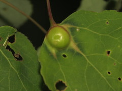 Pemphigus populicaulis