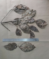 Beilschmiedia wightii