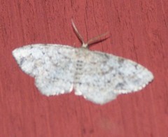 Hypagyrtis piniata