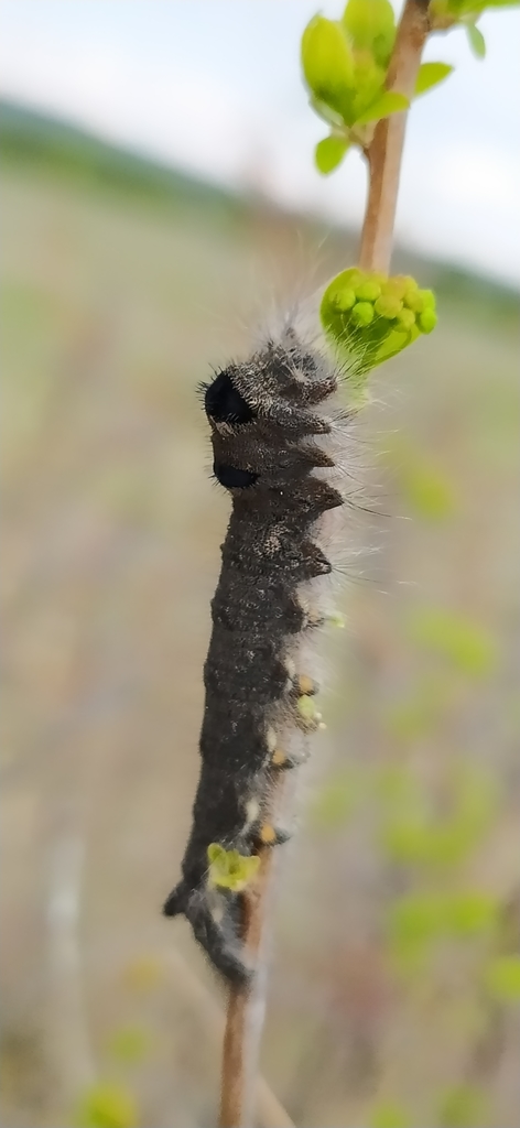 poplar lappet