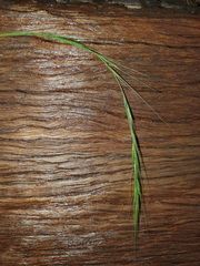 Microlaena stipoides stipoides