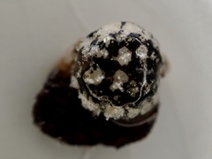 Eulecanium cerasorum