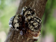 Eulecanium cerasorum