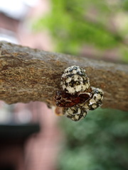 Eulecanium cerasorum