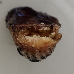 Eulecanium cerasorum