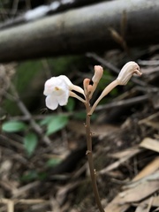 Didymoplexis pallens