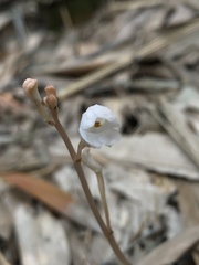 Didymoplexis pallens