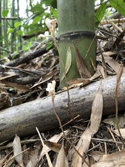 Didymoplexis pallens