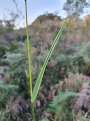 Microlaena stipoides stipoides