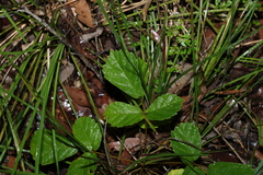 Handroanthus chrysotrichus
