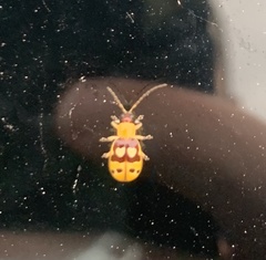 Paranapiacaba connexa