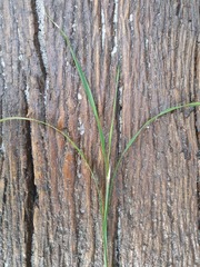 Microlaena stipoides stipoides