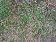 Microlaena stipoides stipoides