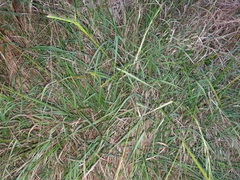 Microlaena stipoides stipoides