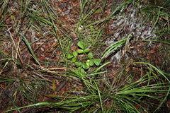 Handroanthus chrysotrichus