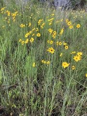 Coreopsis falcata