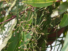 Vincetoxicum dalzellii