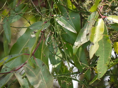 Vincetoxicum dalzellii