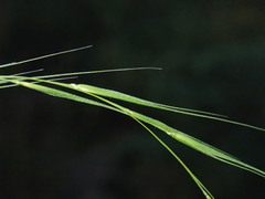 Microlaena stipoides stipoides