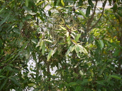 Vincetoxicum dalzellii