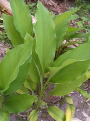 Curcuma longa