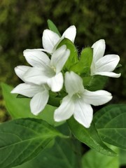 Yeatesia viridiflora