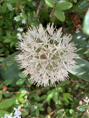 Allium karataviense