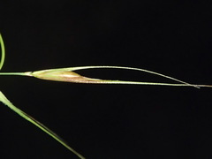 Microlaena stipoides stipoides