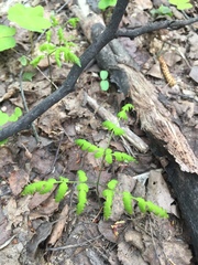 Gymnocarpium dryopteris