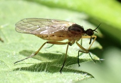 Empis trigramma