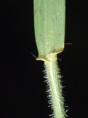 Microlaena stipoides stipoides