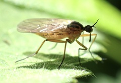 Empis trigramma