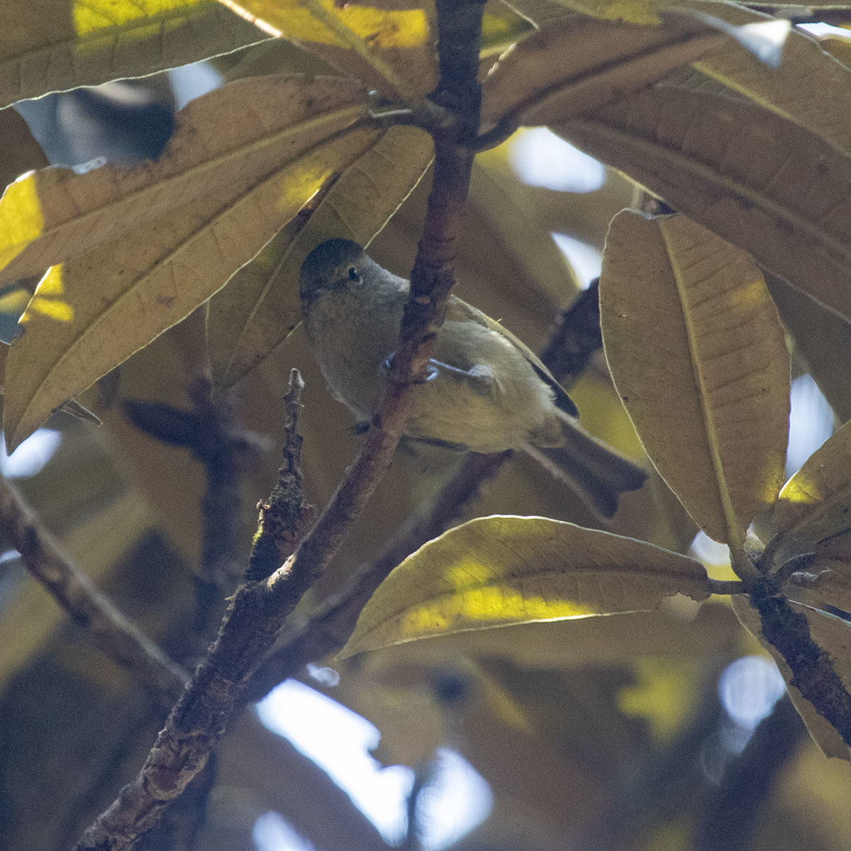 Yellow-browed Tit