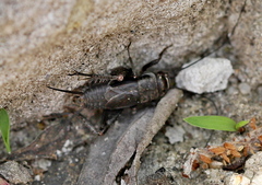 Modicogryllus frontalis
