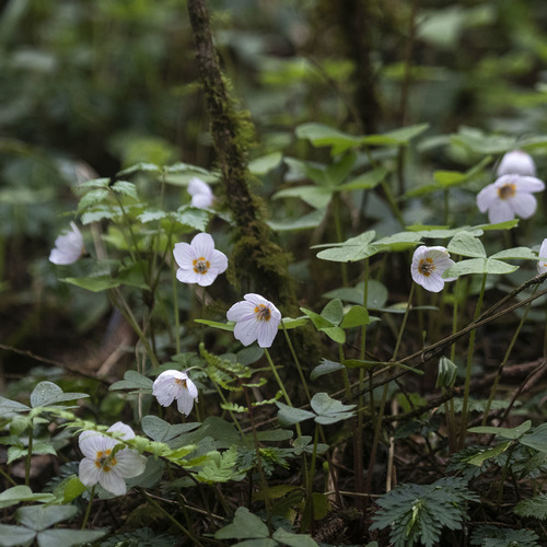 Oxalis griffithii iNat (2)
