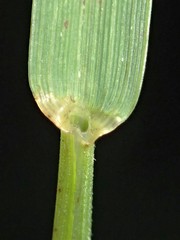 Microlaena stipoides stipoides