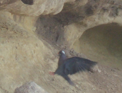 Columba albinucha