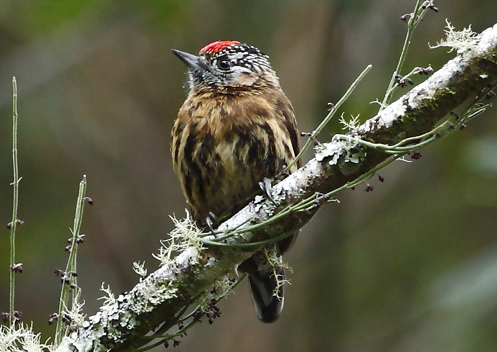 Mottled Piculet photo