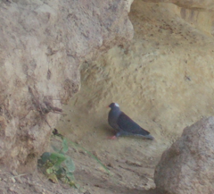 Columba albinucha