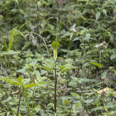 Arisaema tortuosum
